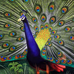 Dancing Peacock (Acrylic Painting)