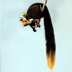 Malabar Giant Squirrel (Pastel Painting)