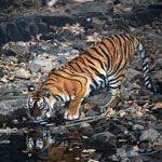 Tiger at Water point Oil on canvas