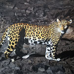 Leopard in Dry land -Oil on Canvas