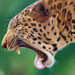 Yawning Leopard (Oil Painting)