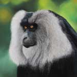 Portrait of Lion tailed macaque