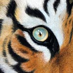 Eye of a Tiger (Pastel Painting)