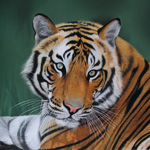 Portrait of A Tiger (Pastel Painting)